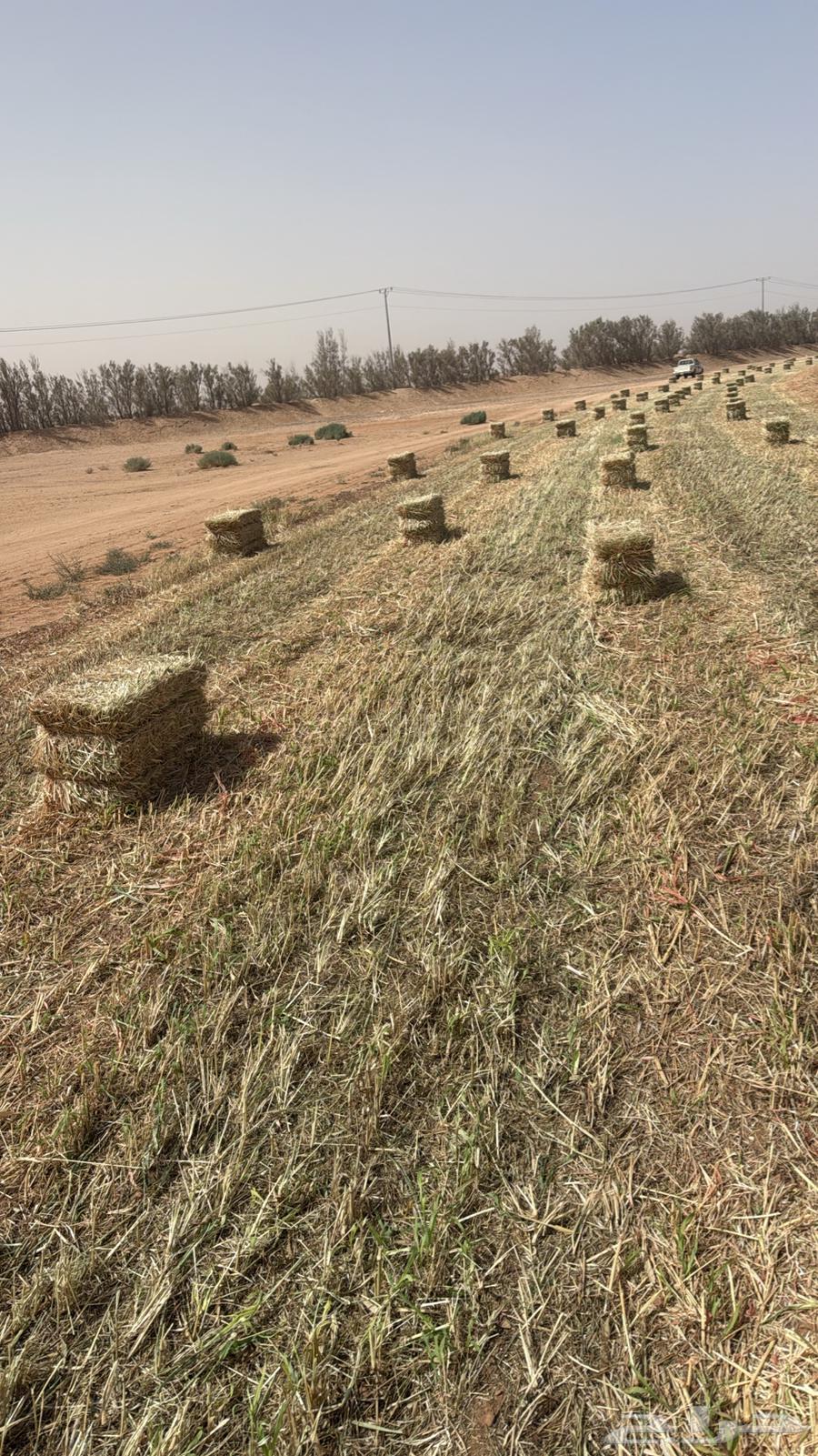 New red Gezaniah particle64557586877570111