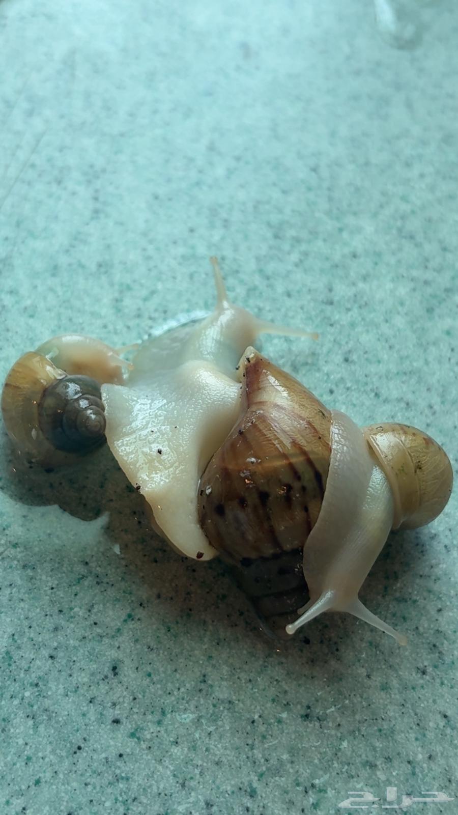 حلزون افريقي64557447373313113