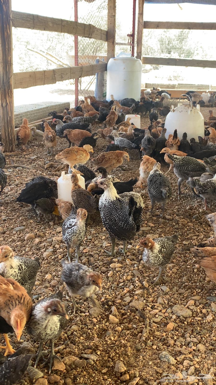 دجاج بلدي وفيومي ذهبي وشبابي64553426274049110