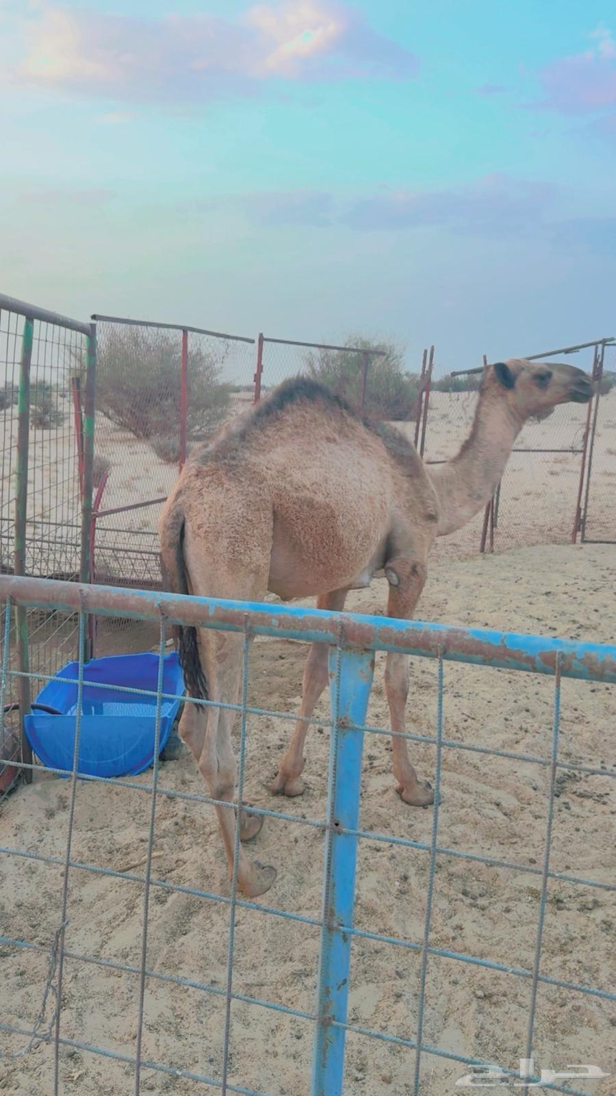 قعود للبيع عمره 9 شهور64561000784257111