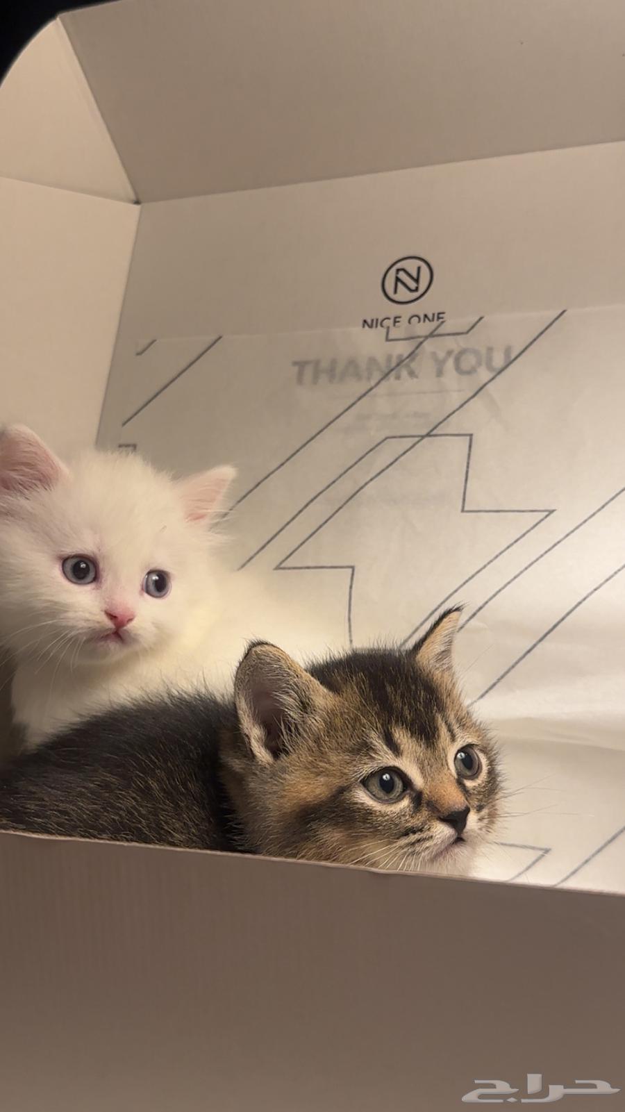 Cats64558919585539111