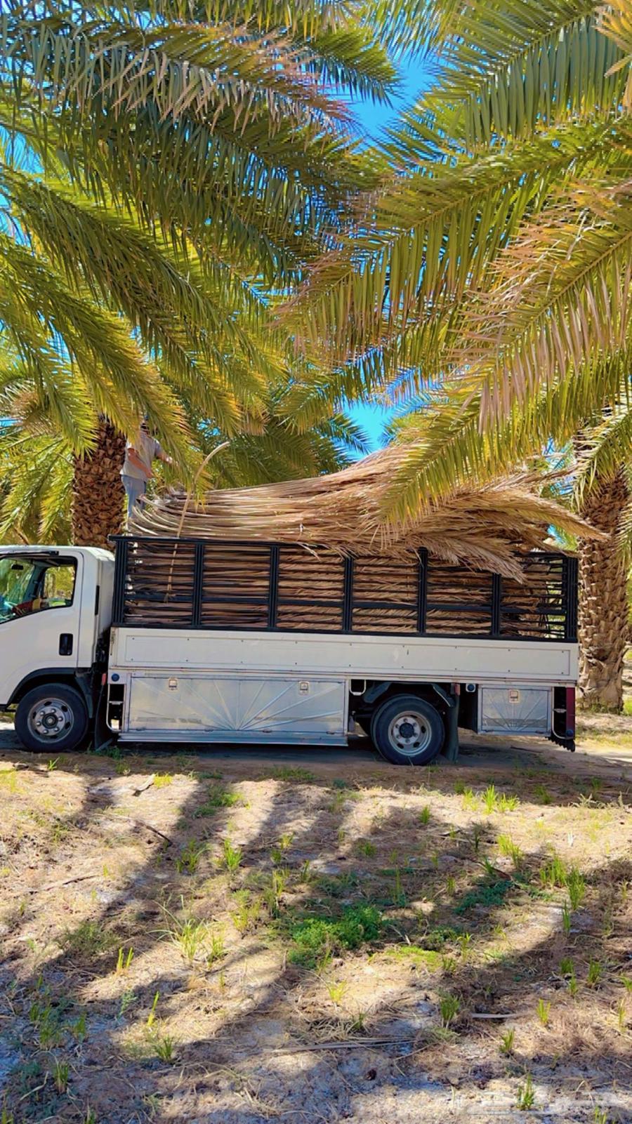Palm fronds, date palm leaves, palm fronds for sale, delivery available to all areas64559715564417110