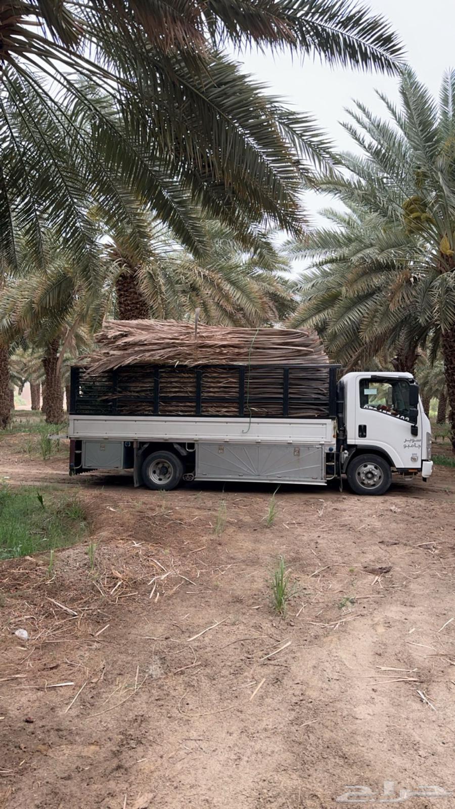 Palm fronds, date palm leaves, palm fronds for sale, delivery available to all areas64559715564417113