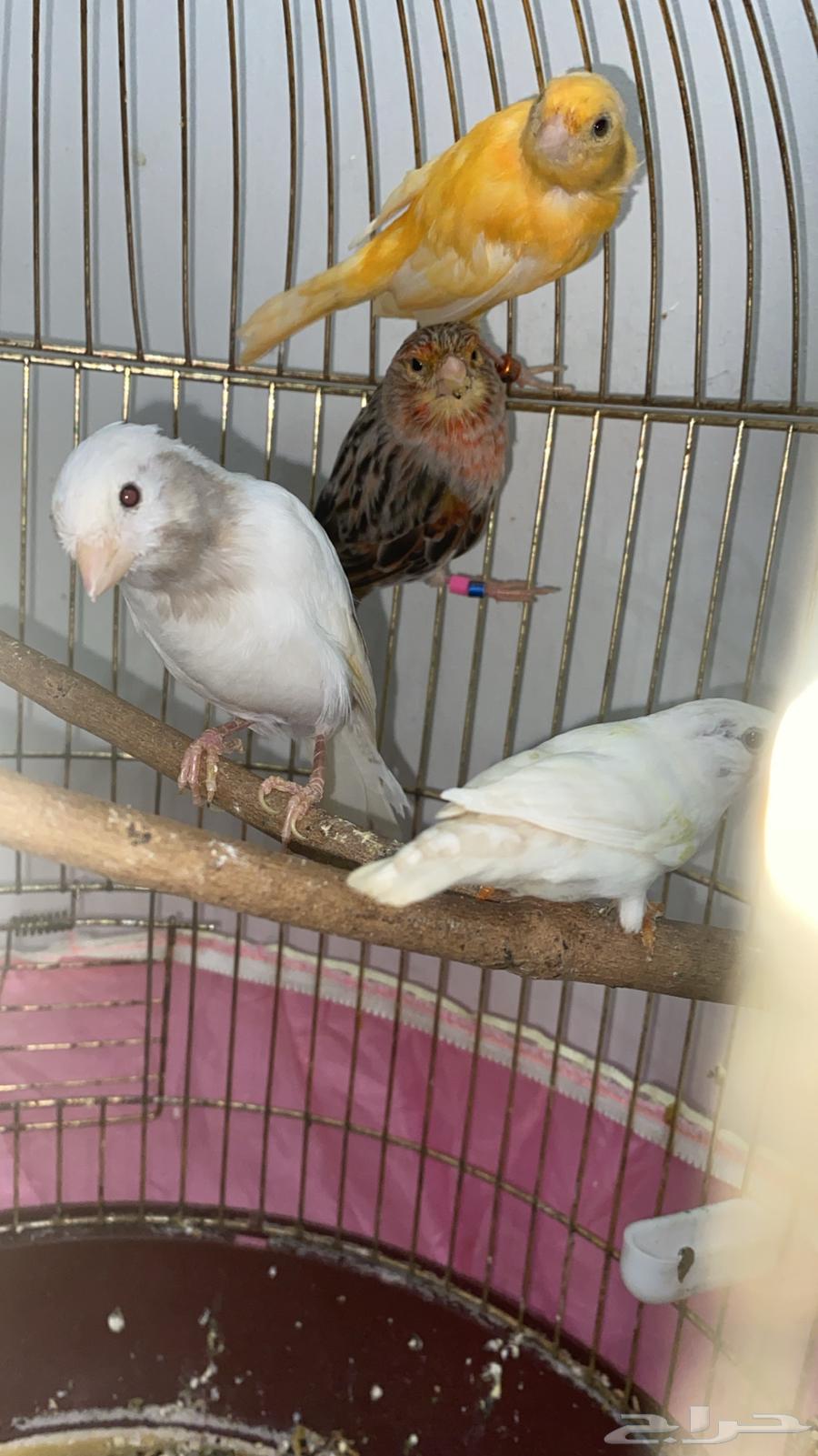 كناري تم البيع64561277513987110