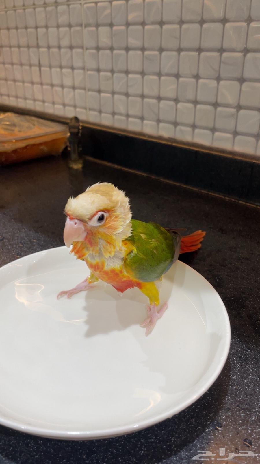 كنيور للبيع64555418757507110