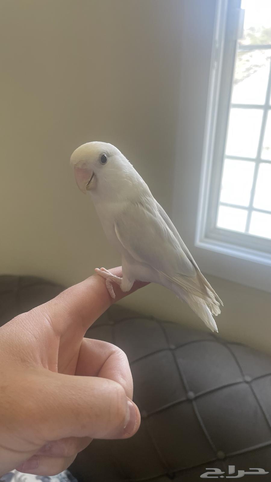 طير روز أليف64561967626371113