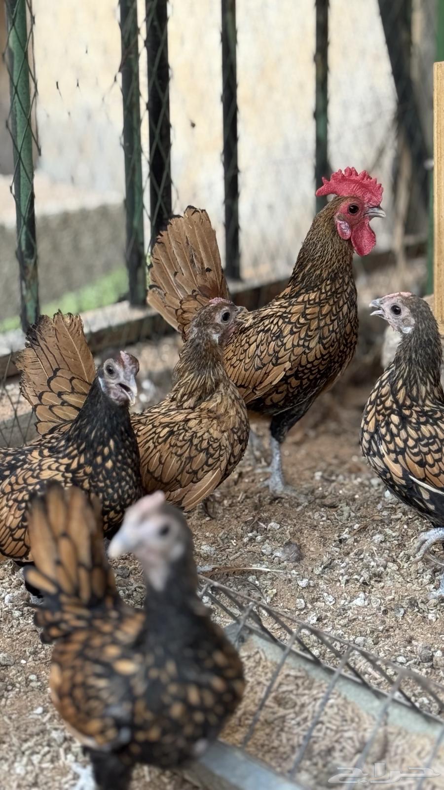 دجاج سبرايت نحاسي ( TOP) بياض64558294322433111