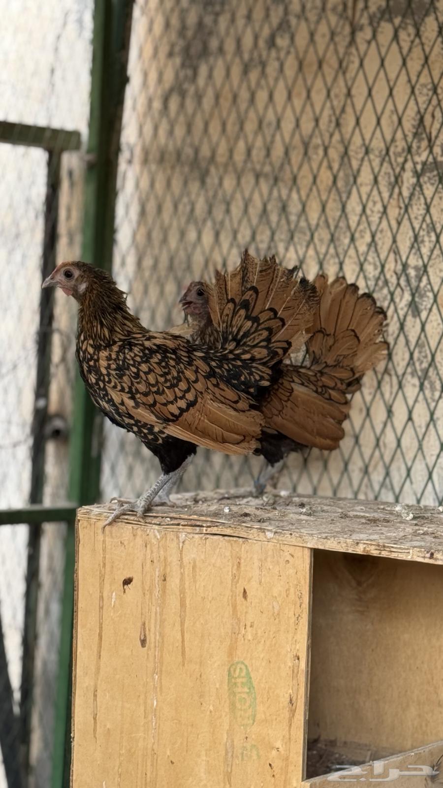 دجاج سبرايت نحاسي ( TOP) بياض64558294322433112