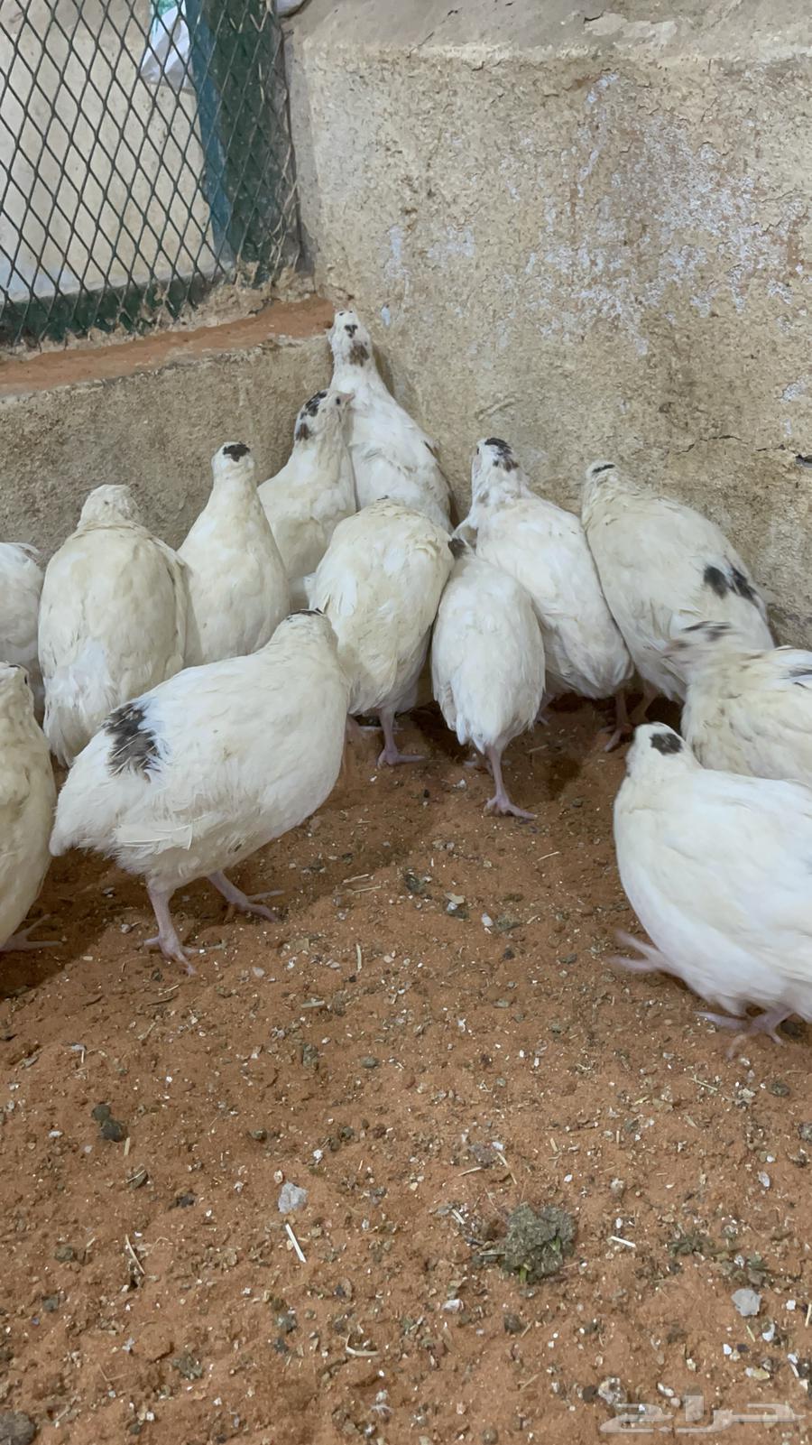 سمان تكساس بشاير  تم البيع64561194017795111