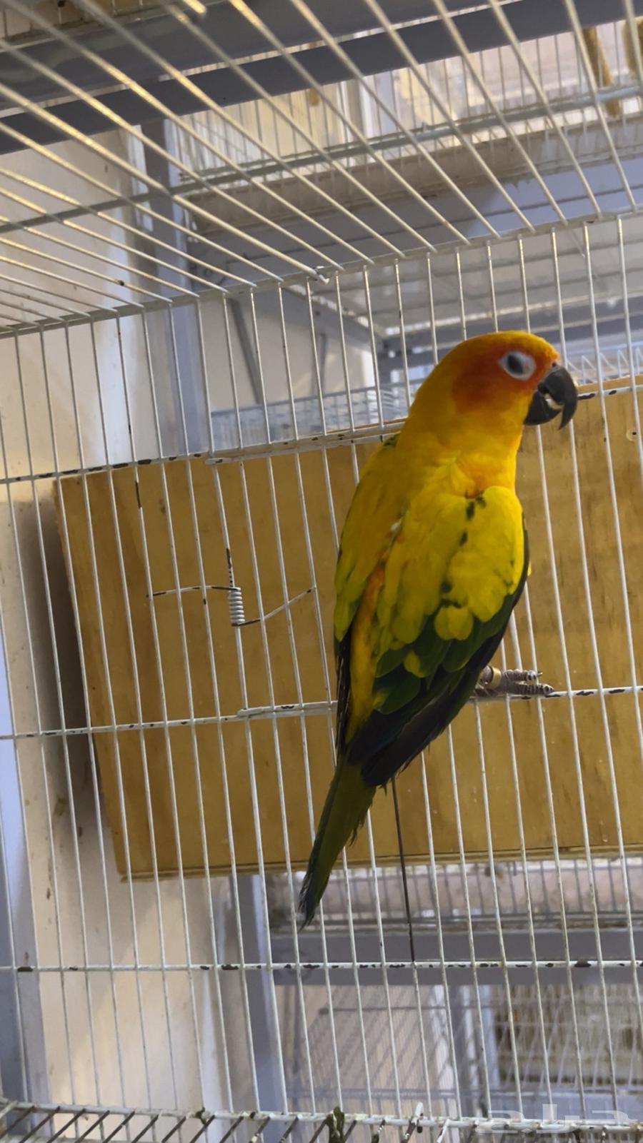 ذكر صن كنيور محلل64561740692481110