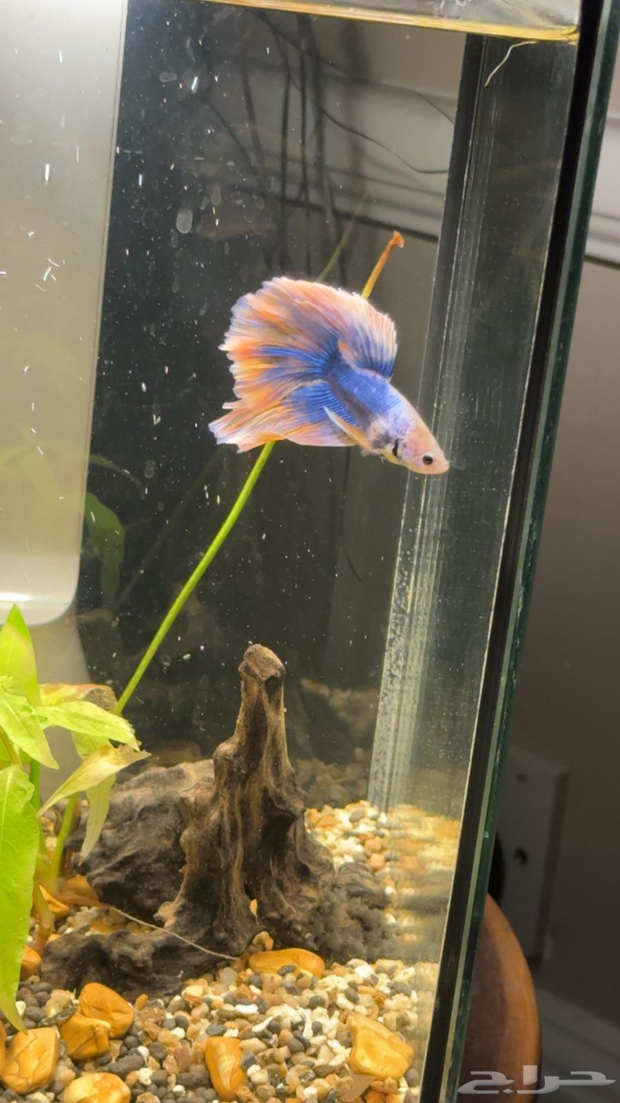 للبيع سمكة فايتر فقط 10 ريال وفي حوض خاص لها64554524441858110