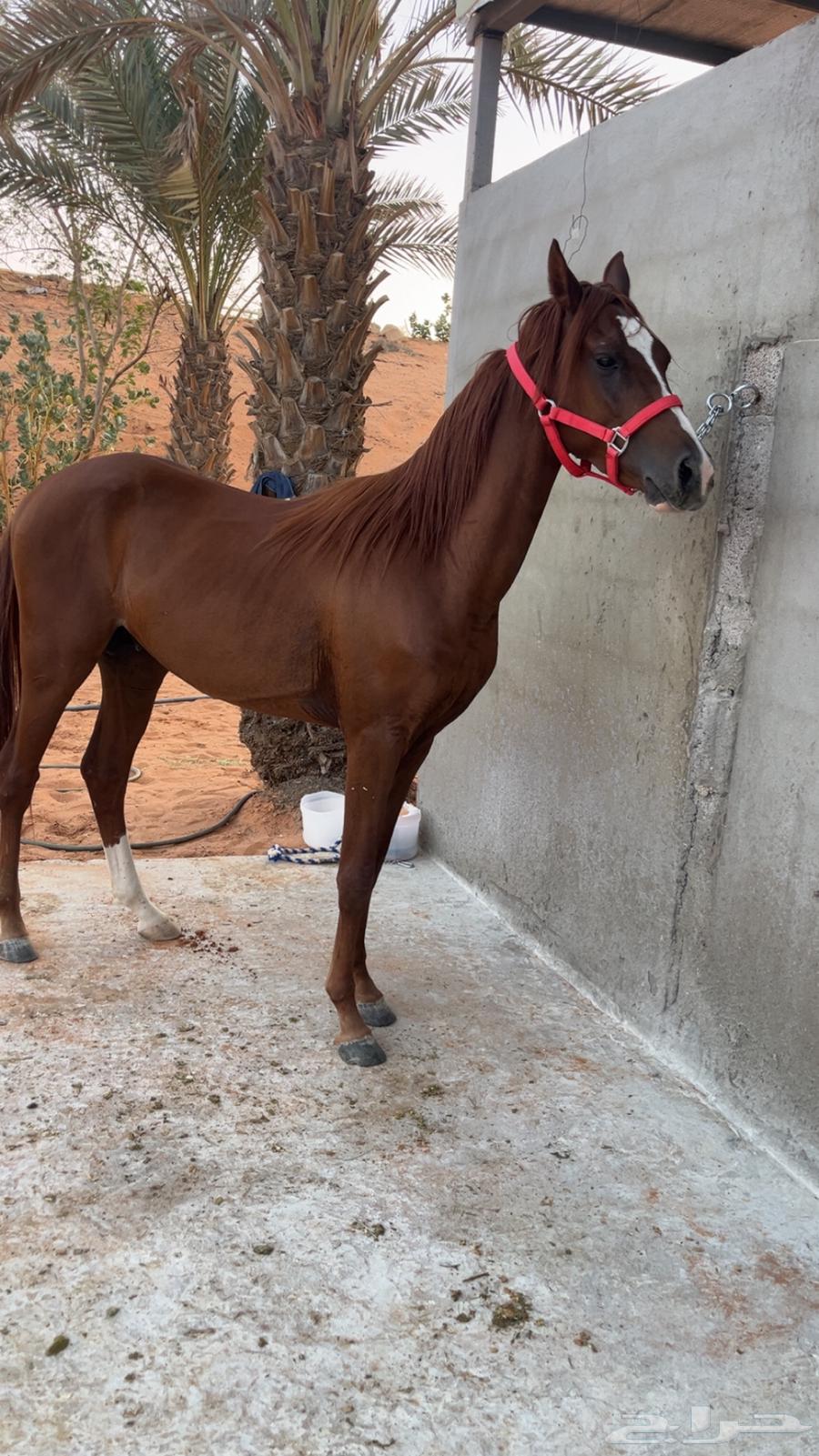 حصان شعبي جاهز للعسف64414527394305112