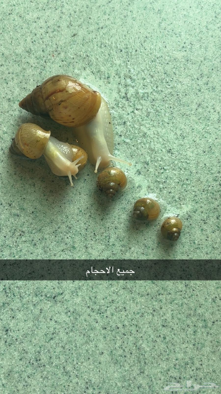 حلزون افريقي64557447373313112