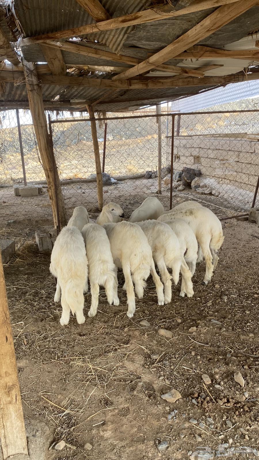 بهم كفو كله خرفان ( تم البيع )64558641926402111