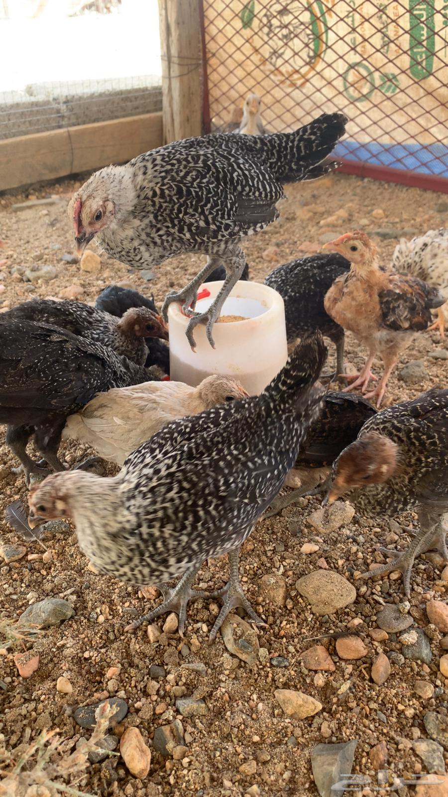 دجاج بلدي وفيومي ذهبي وشبابي64553426274049113