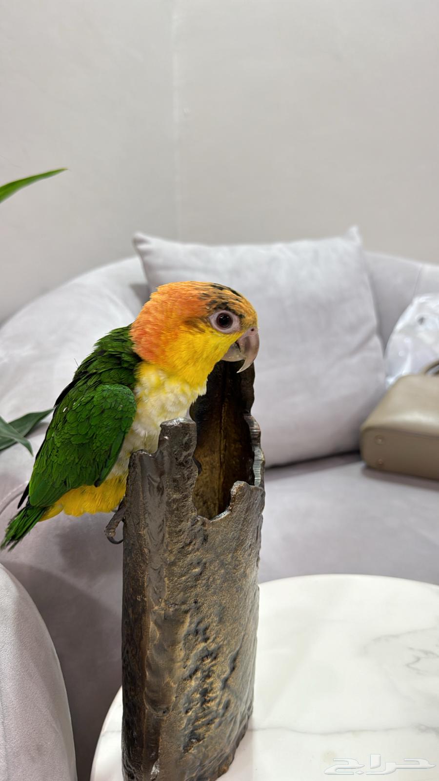 فرخ كايك وايت بلي64556539573377111