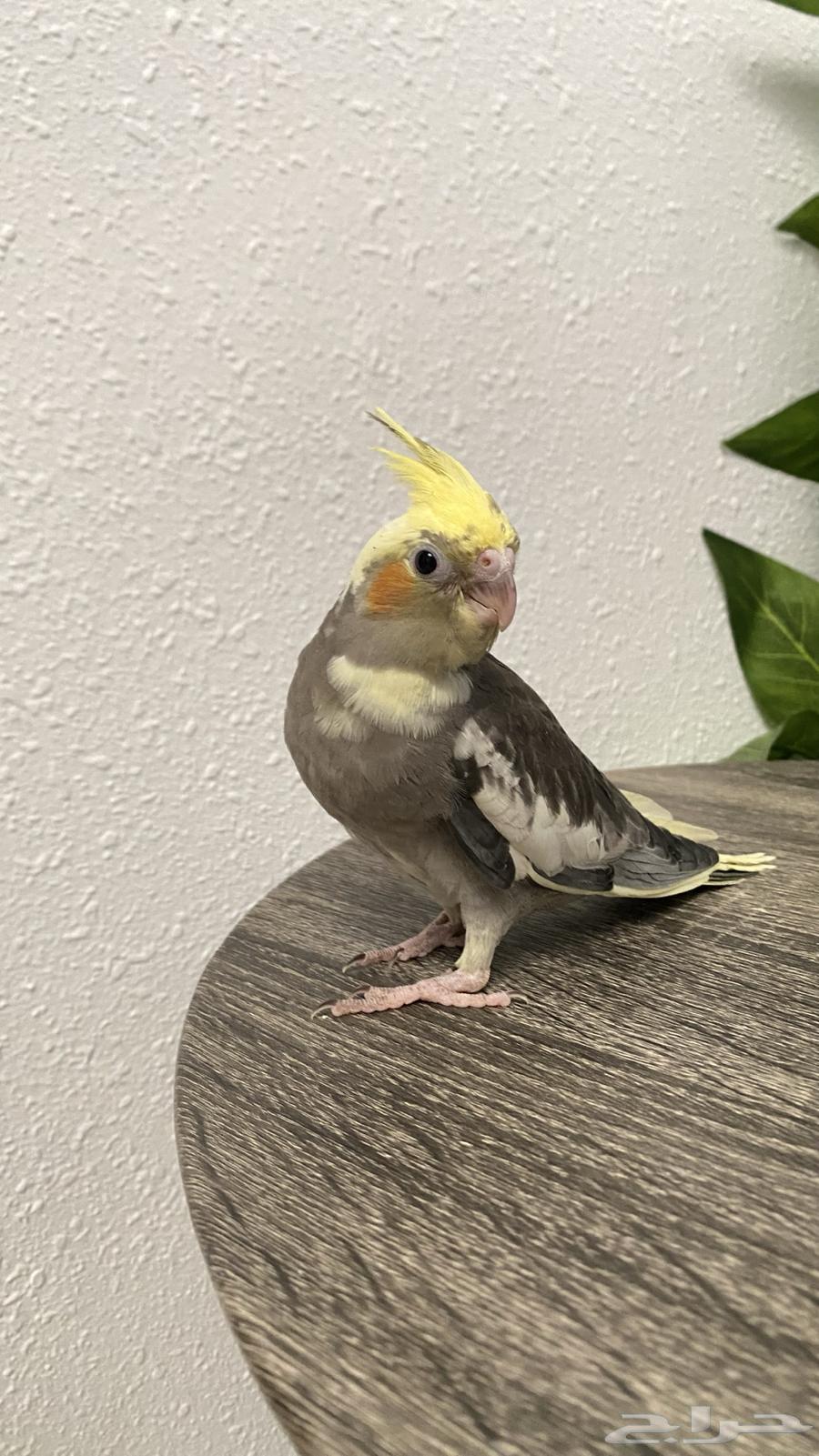 Farakh Crowan (Sold)64558211453313111