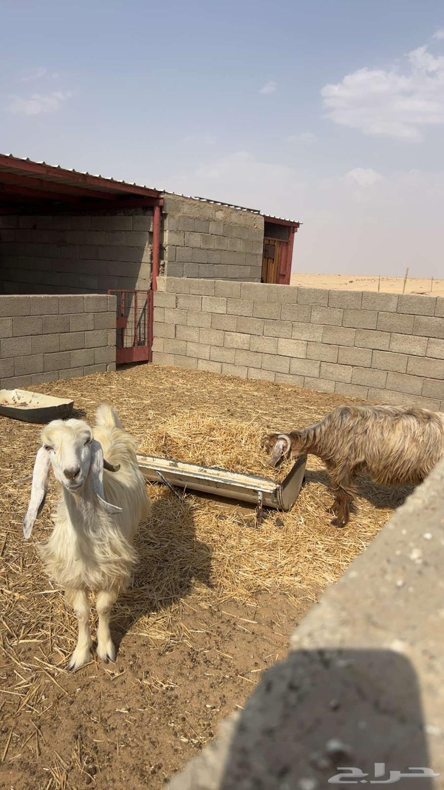 Sheep64557796367617110