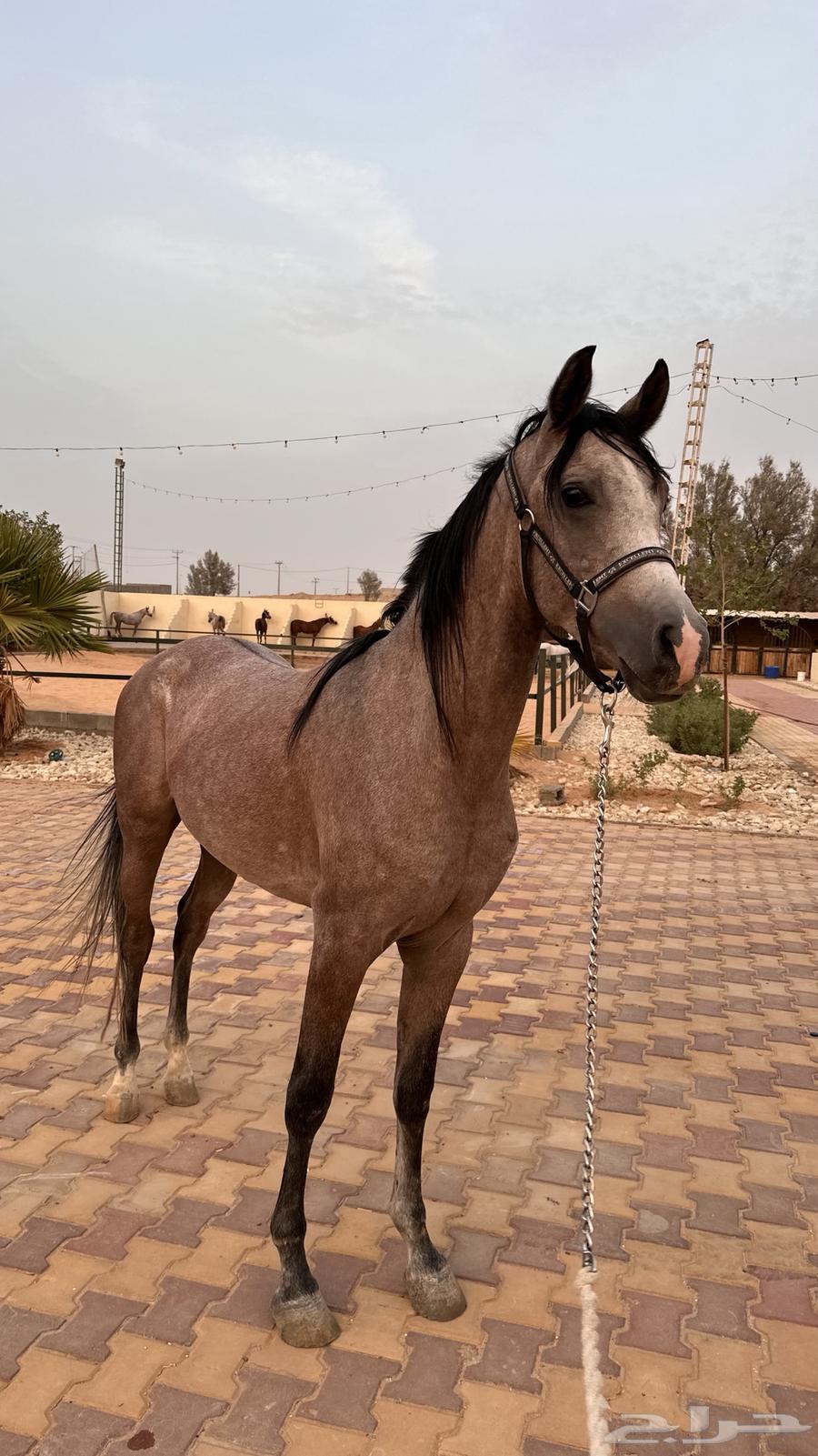 حصان واهو للبيع64560888695555113