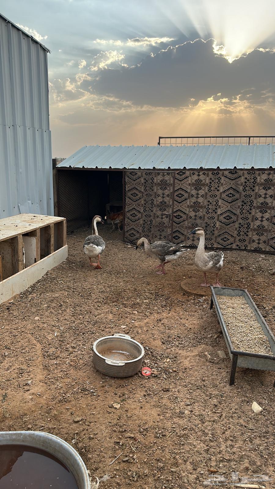 للبيع وز عراقي64559337541122111