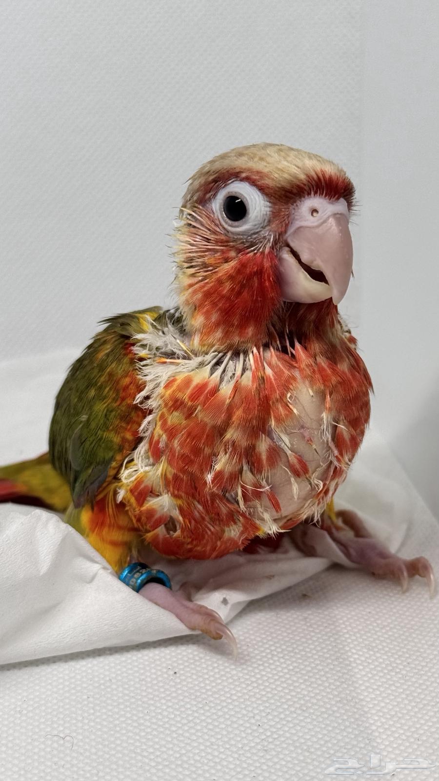 Double Red Factor Pineapple Chicks Available64555194434691111