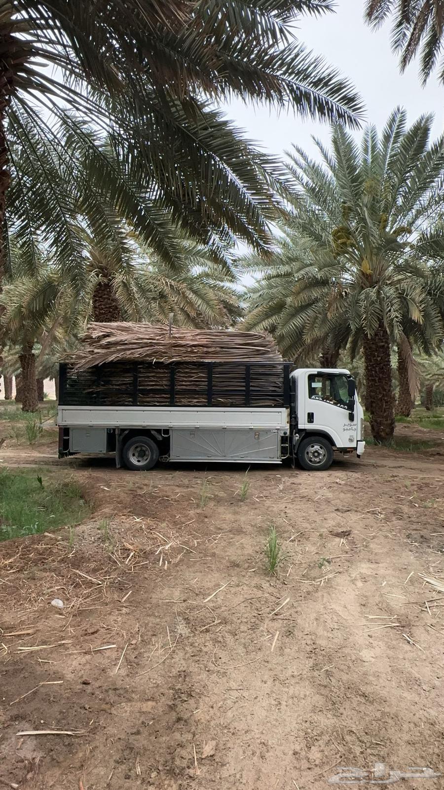 Palm fronds, date palm leaves, palm fronds for sale, delivery available to all areas64559715564417111