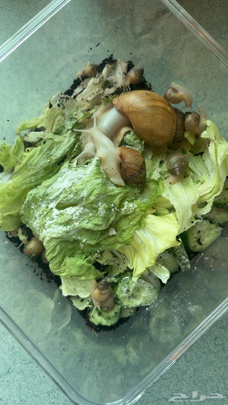 حلزون افريقي64557447373313111