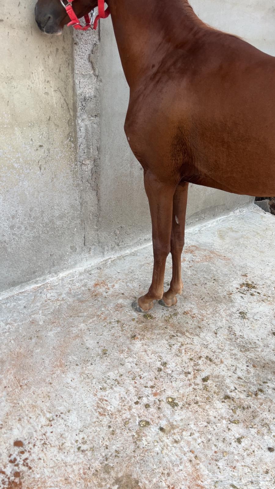 حصان شعبي جاهز للعسف64414527394305113