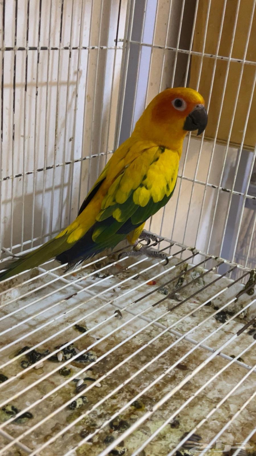 ذكر صن كنيور محلل64561740692481111