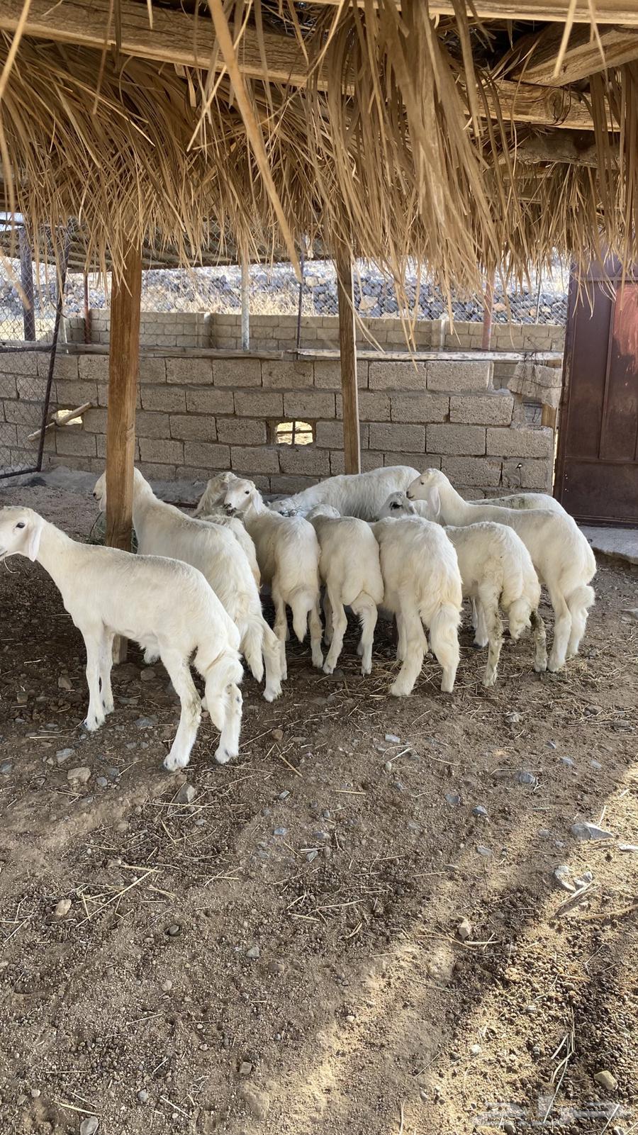 بهم كفو كله خرفان ( تم البيع )64558641926402110