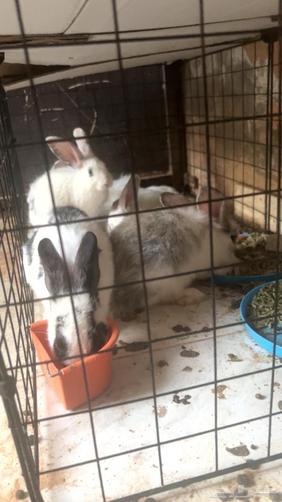 أرانب للبيع64561897617795110