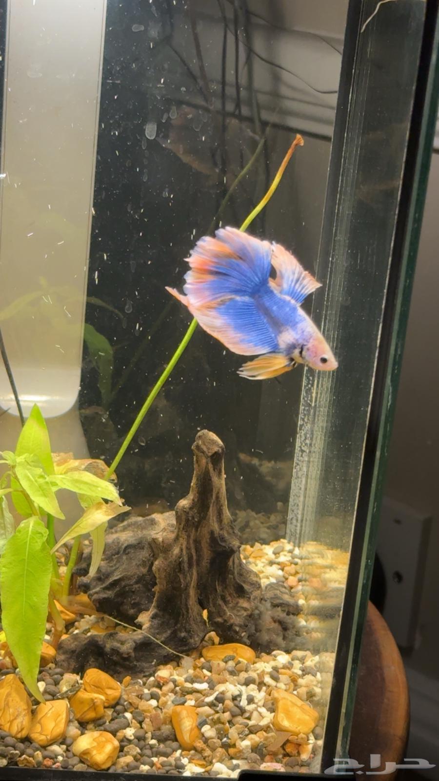 للبيع سمكة فايتر فقط 10 ريال وفي حوض خاص لها64554524441858111