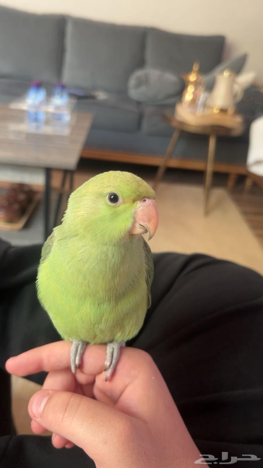 ببغاء للبيع64560192318465110