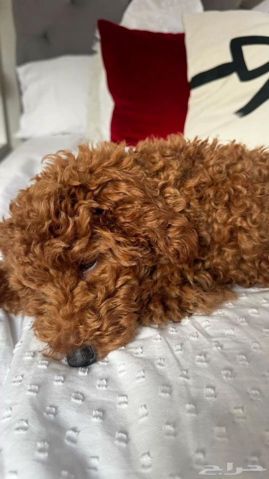 ايناث ذكور بيور بودل64558878238723112