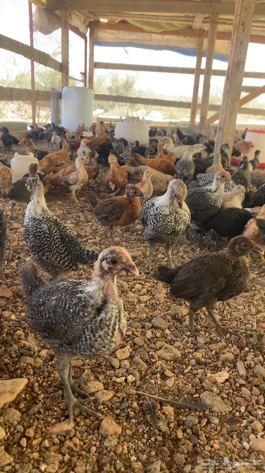 دجاج بلدي وفيومي ذهبي وشبابي64553426274049112