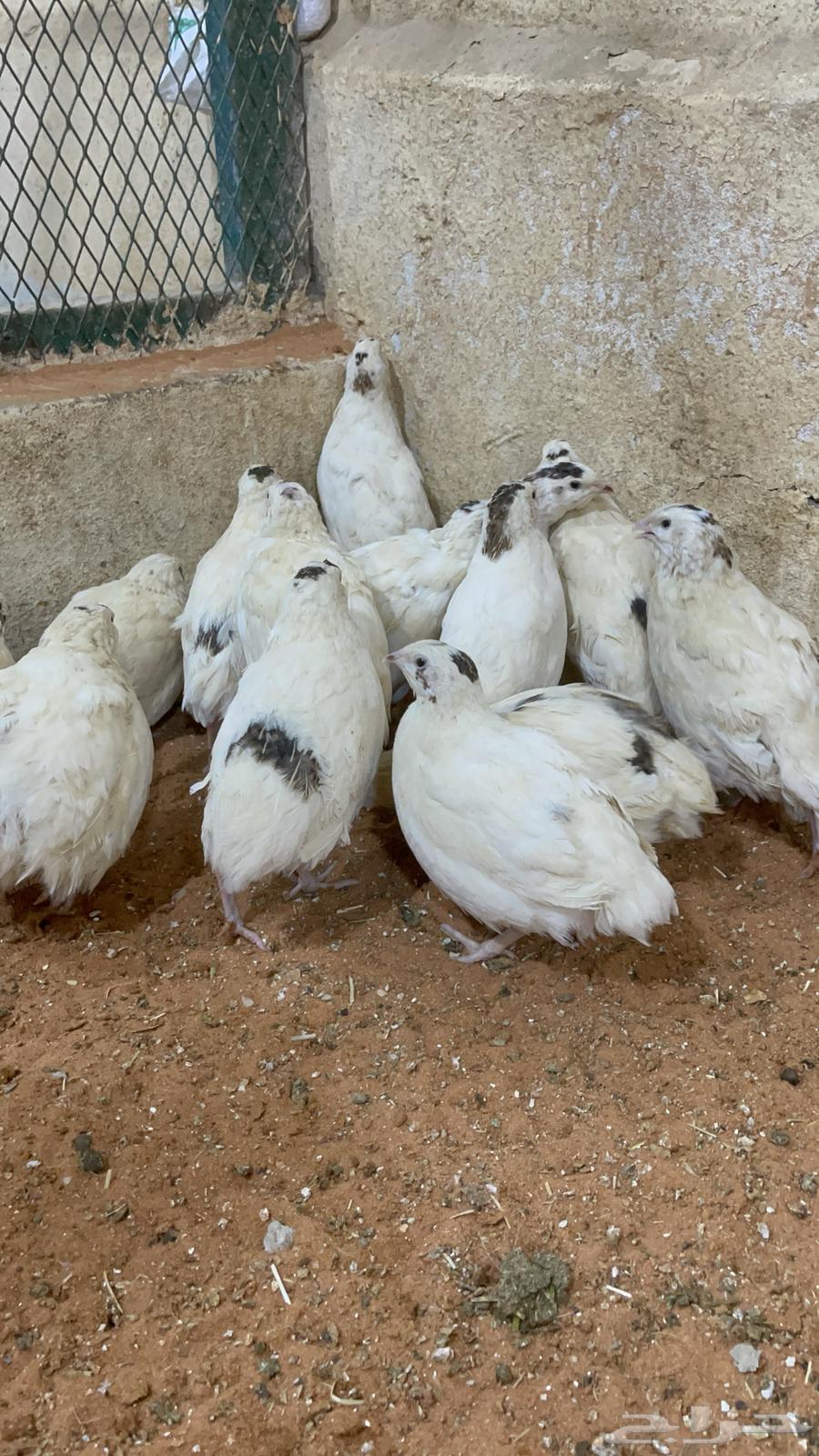 سمان تكساس بشاير  تم البيع64561194017795113