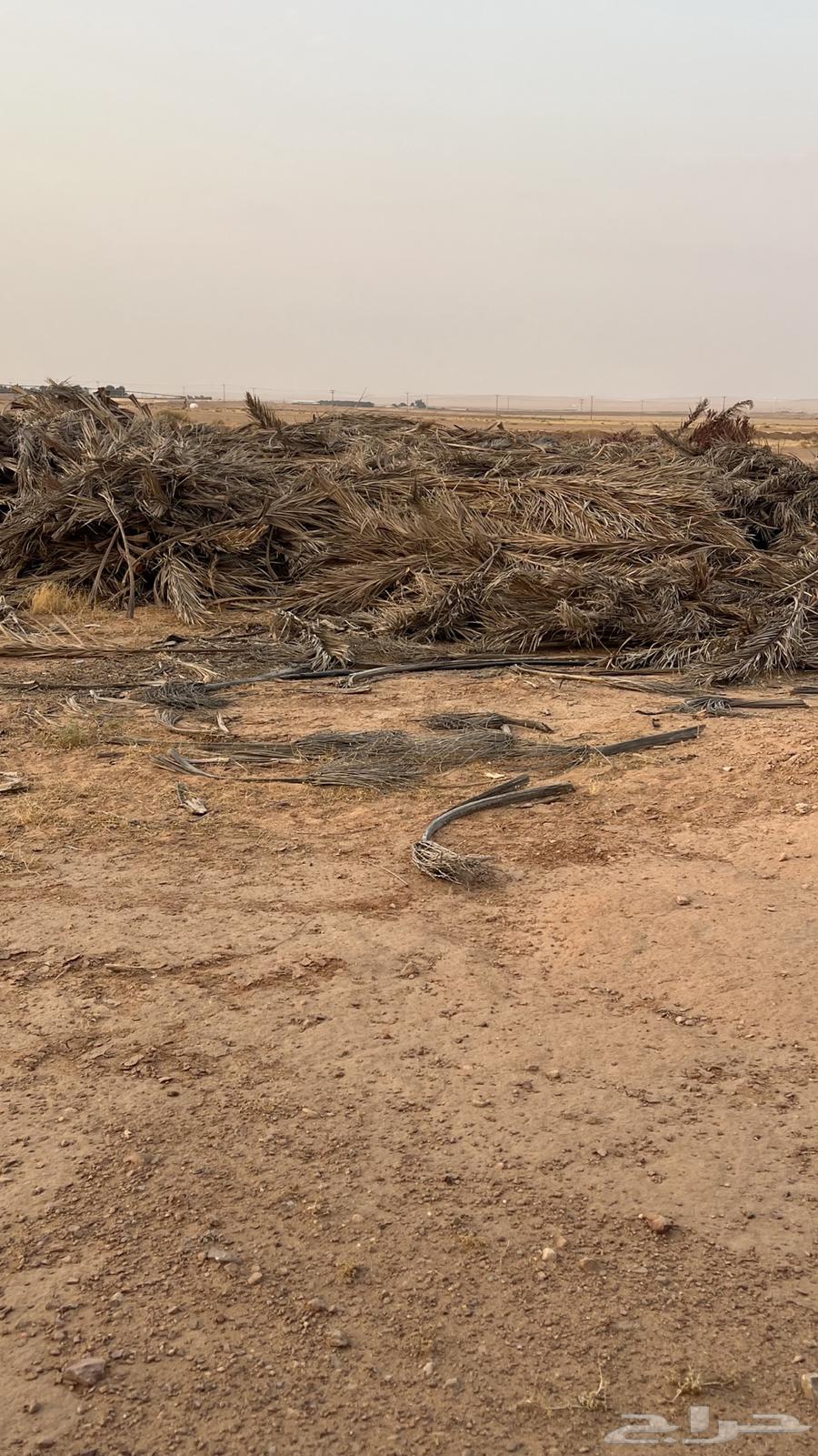 Jareed64559071348355112