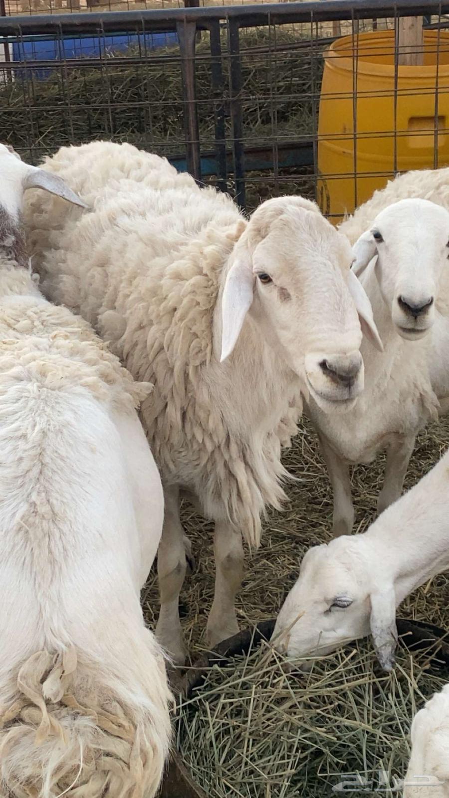 Stallion with Conditional Freedom64559561926274112