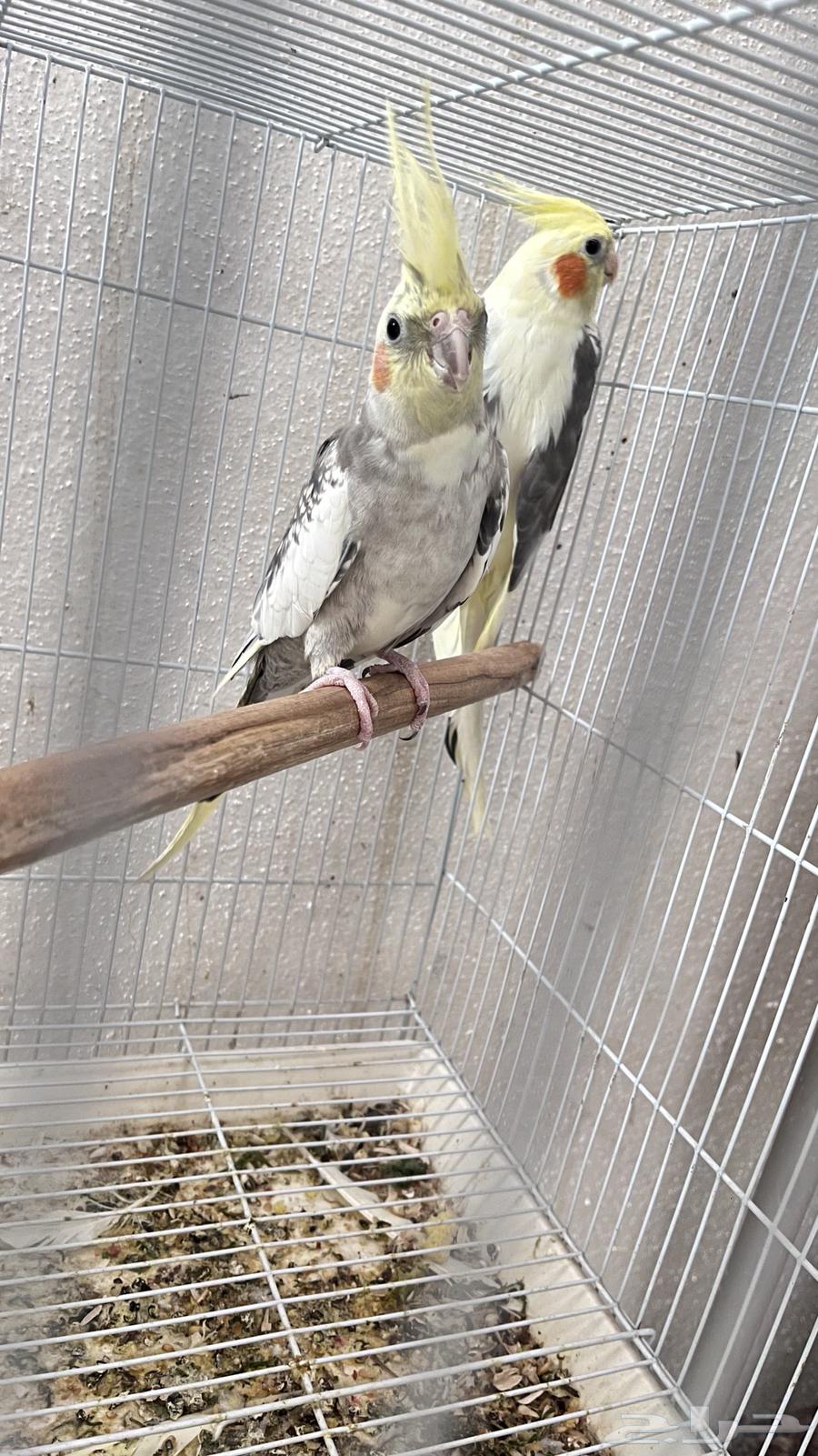 زوجين كروان و زوج روز64559210367874112