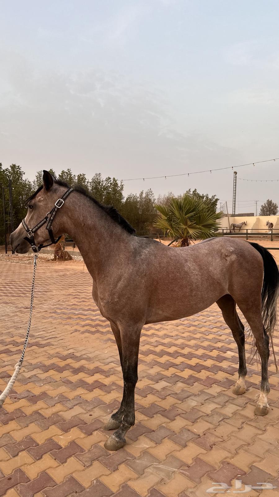 حصان واهو للبيع64560888695555110