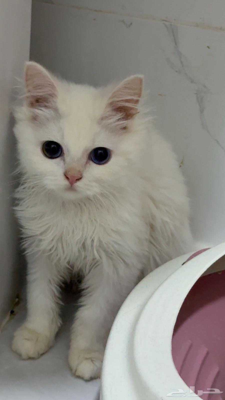 قطتين شيرازي للبيع64557280844801110
