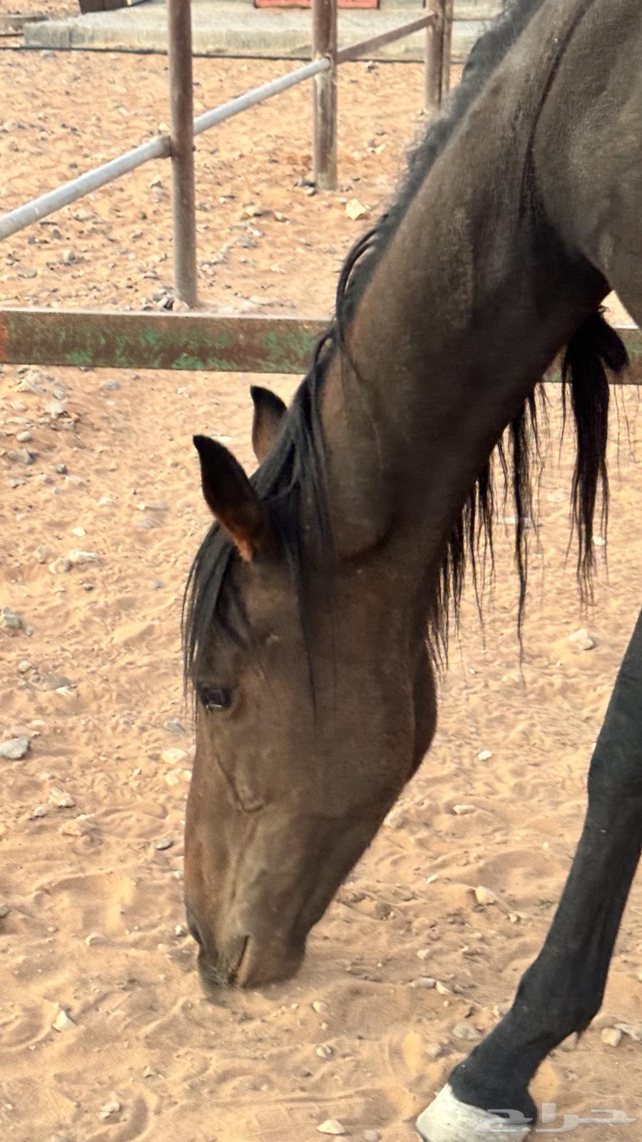 مهره انقليزيه64561967595267114