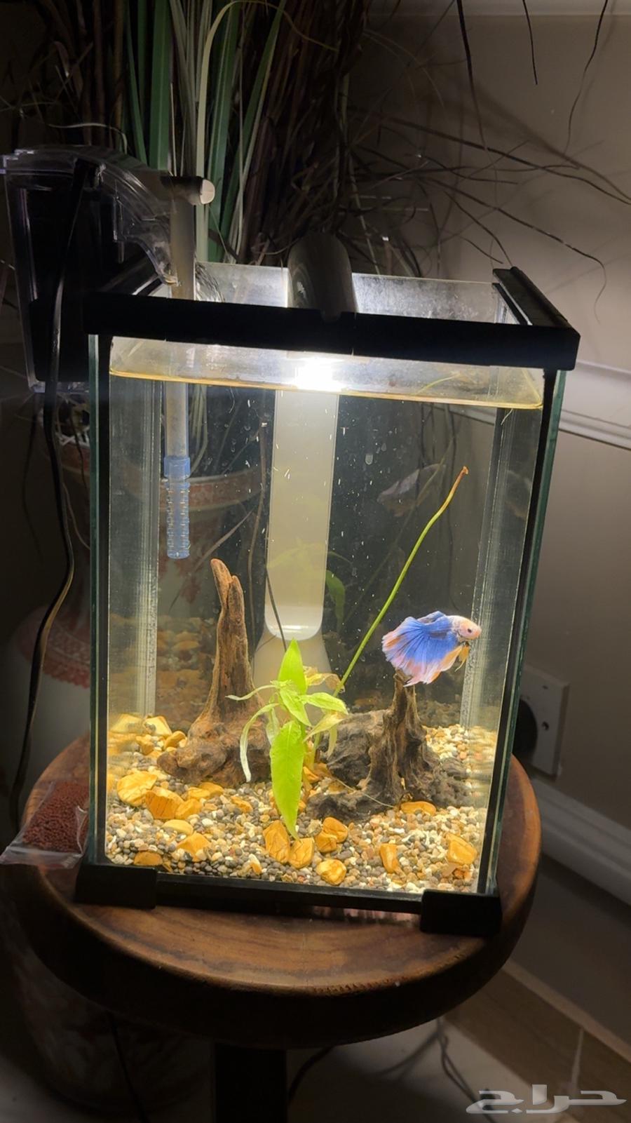 للبيع سمكة فايتر فقط 10 ريال وفي حوض خاص لها64554524441858112