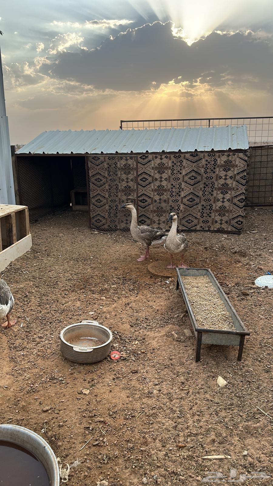 للبيع وز عراقي64559337541122112