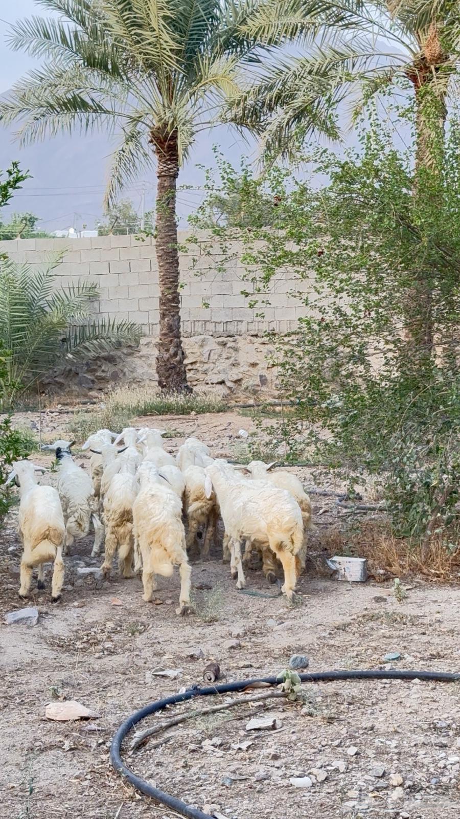 طليان للبيع العدد 1764559015299715112