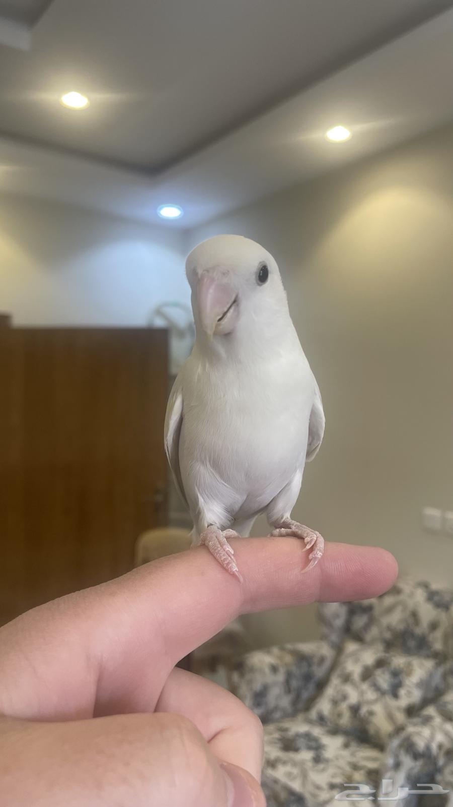 طير روز أليف64561967626371112