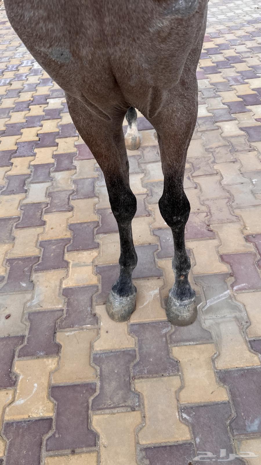 حصان واهو للبيع64560888695555114