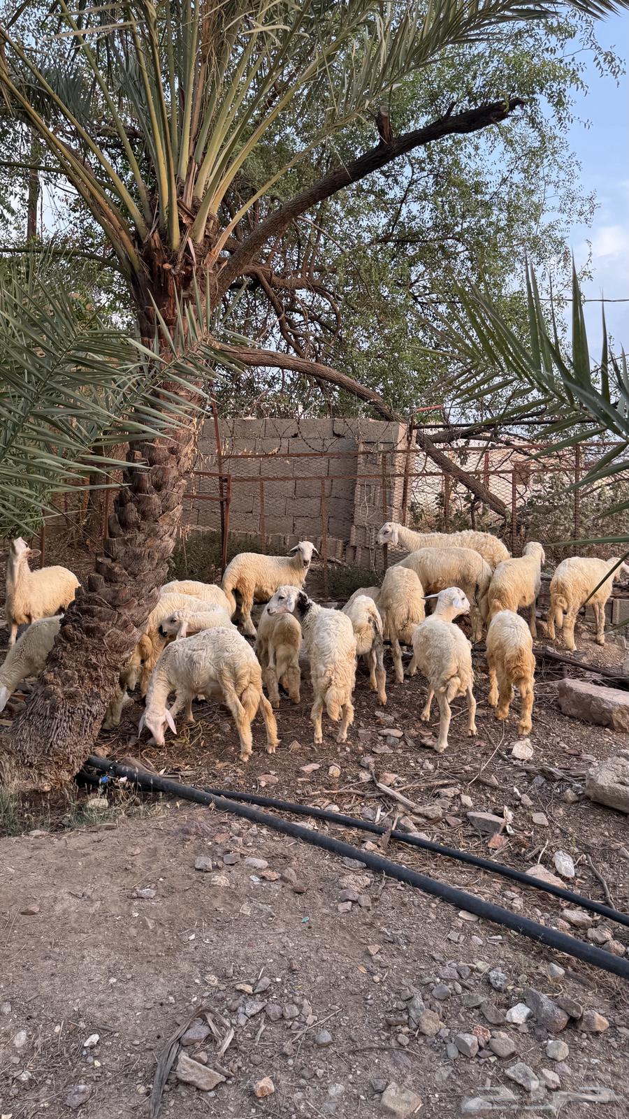 طليان للبيع العدد 1764559015299715110