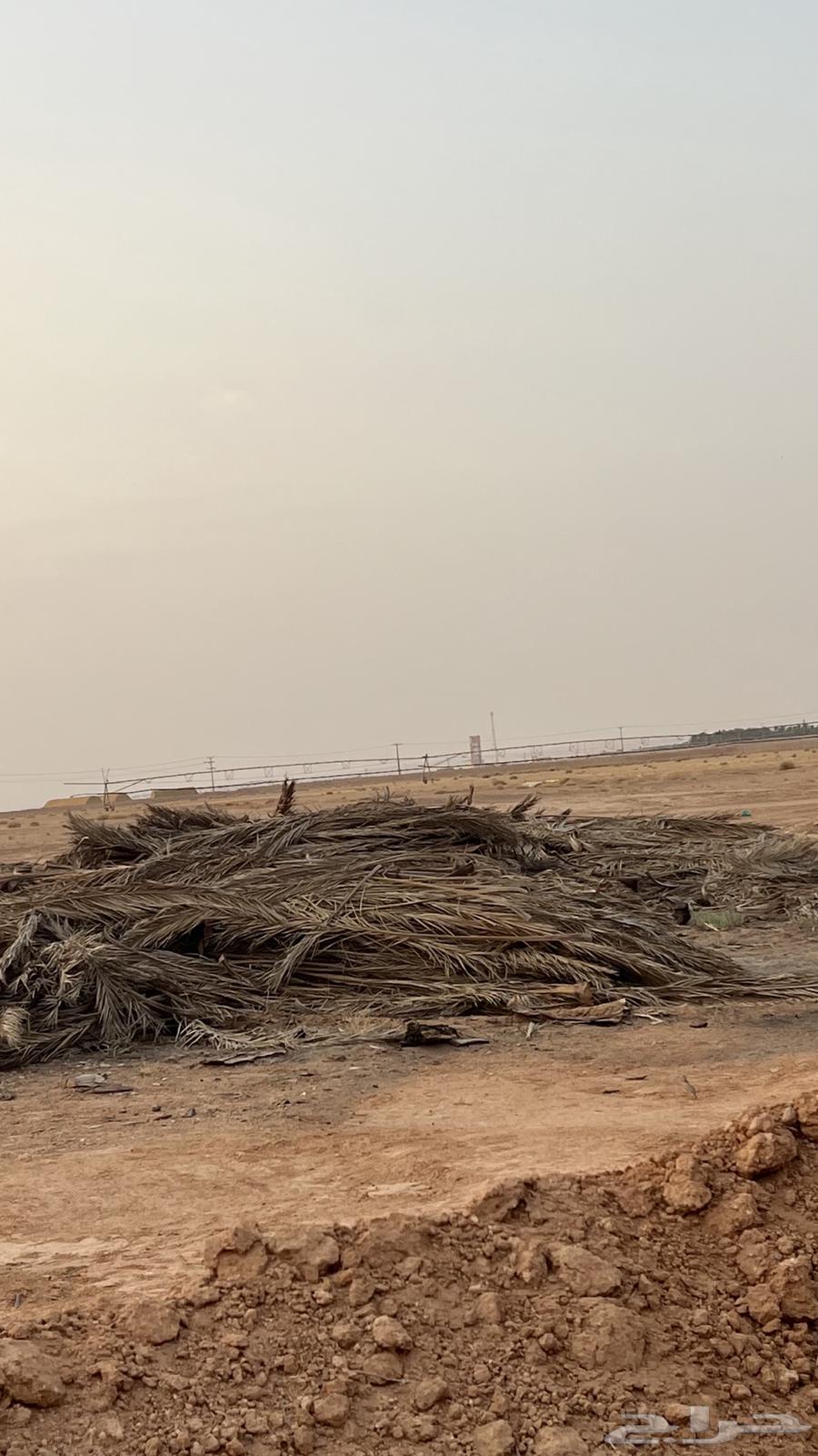 Jareed64559071348355110