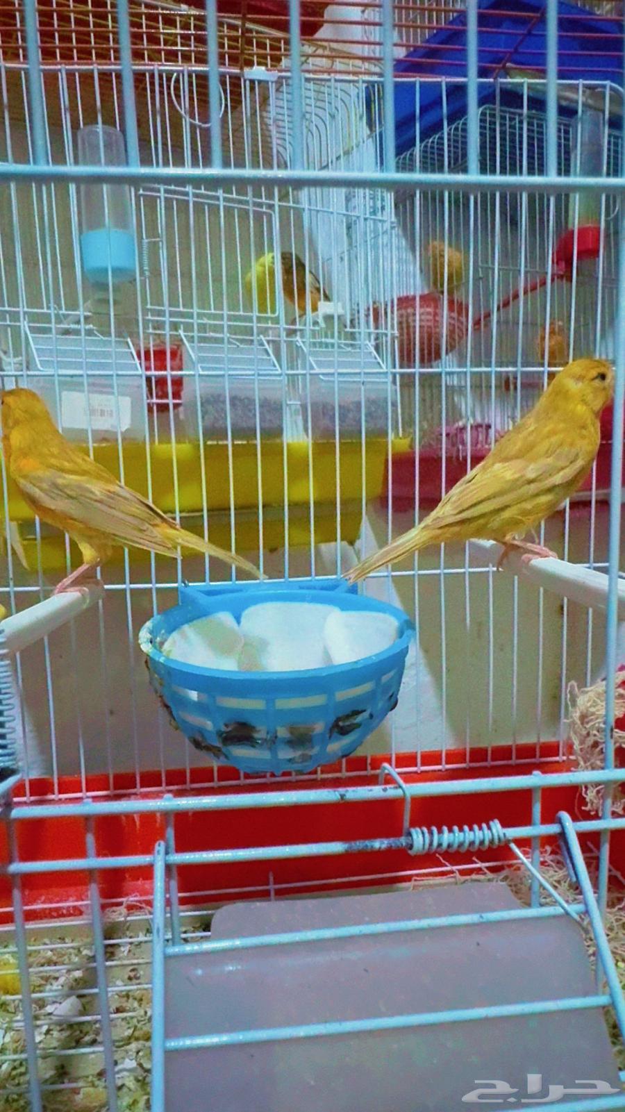 Apricot Canary Pair64561015160707110
